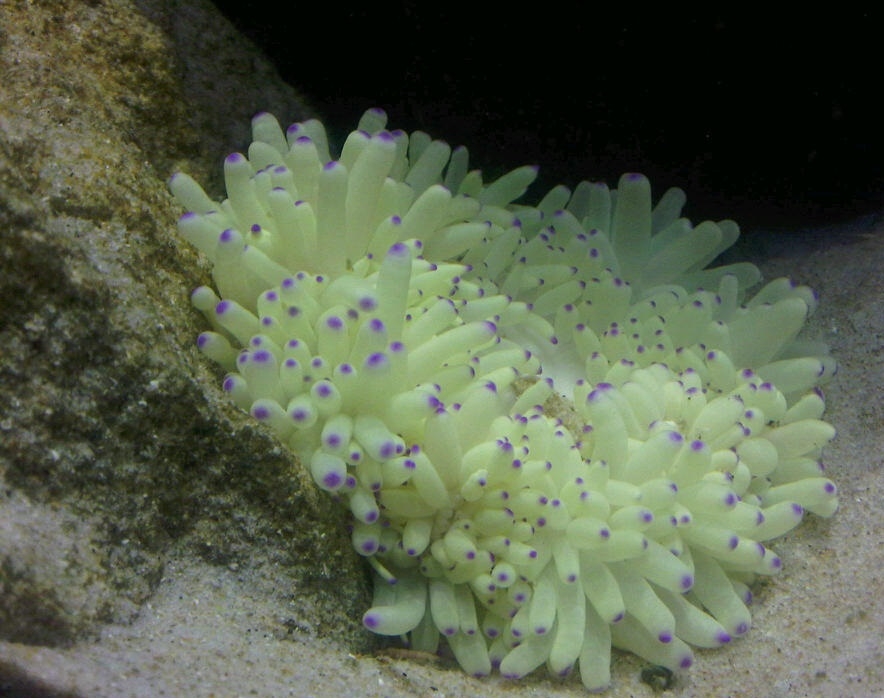 Heteractis malu Hawaii-Anemone Ultra Color Gelb S