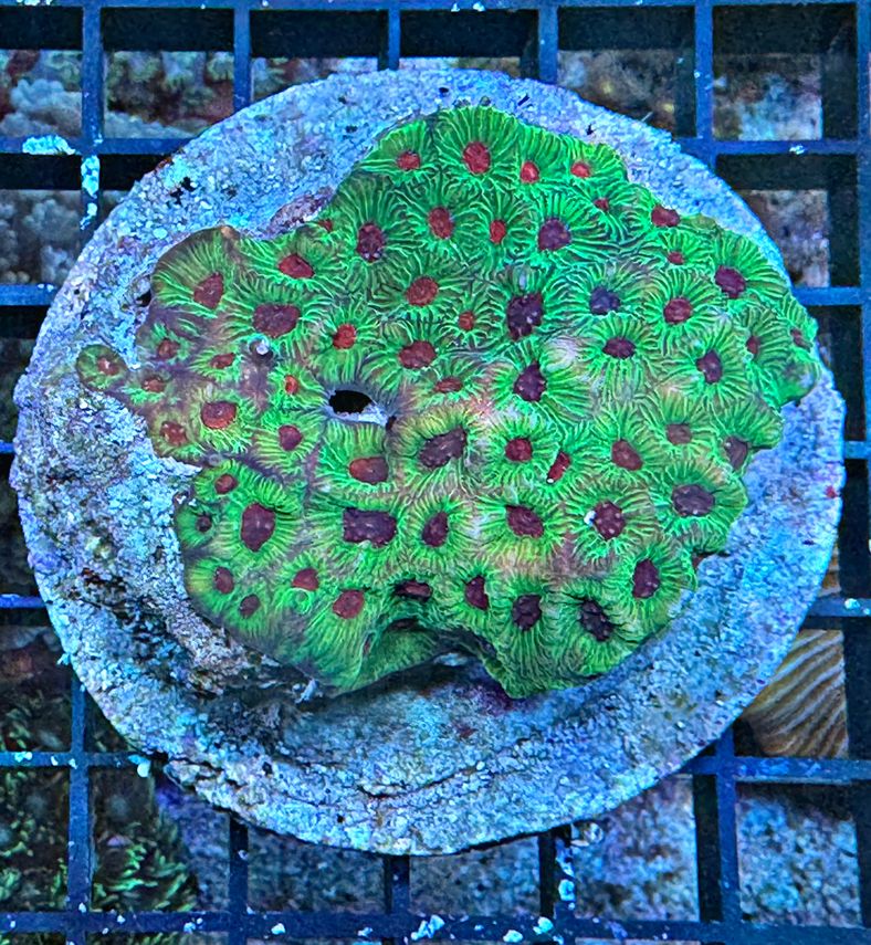 Favites sp. - Hirnkoralle - Multi Color - WYSIWYG 334 - RARE