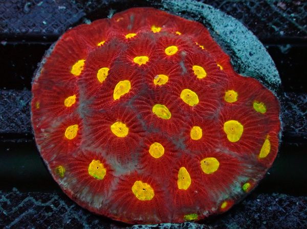 Favites sp. - Hirnkoralle Australien - red thunderstorm - WYSIWYG 33