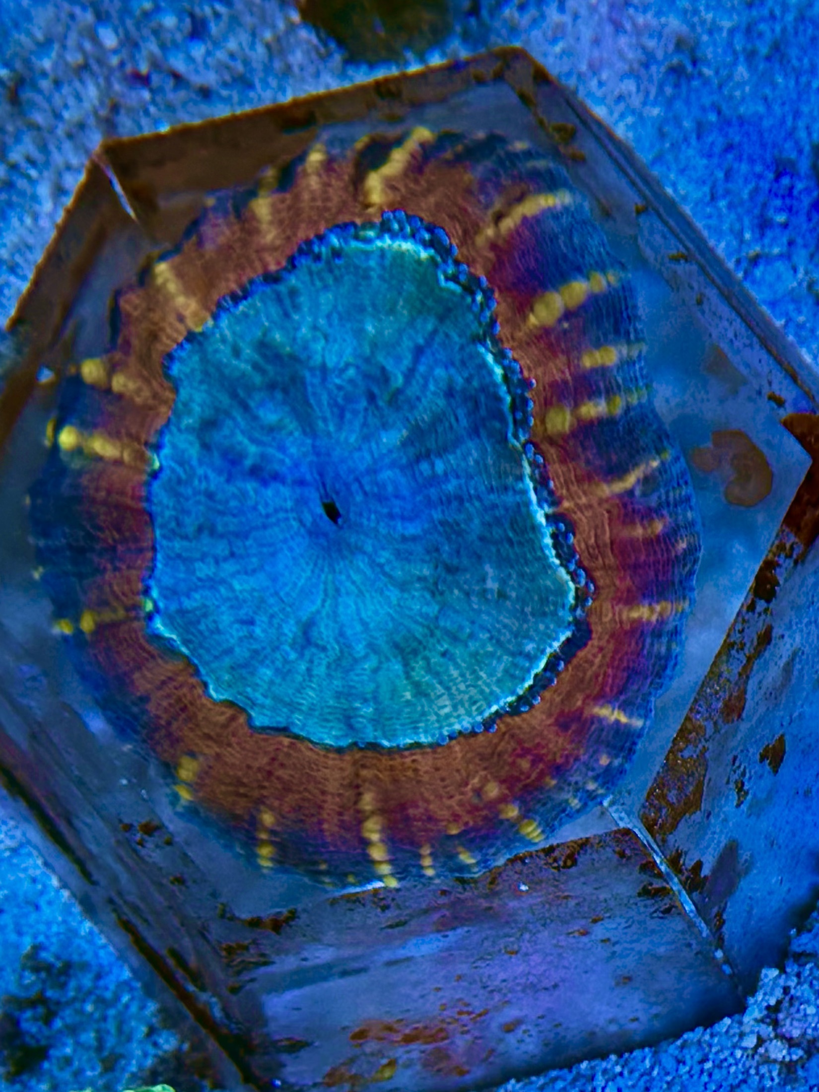 Lobophyllia hemprichii -  Doldenkoralle - Peach n´apple  WYSIWYG 116f