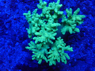 Fingerlederkoralle  Sinularia Flexibilis - Ultra green - AustralienWYSIWYG 67