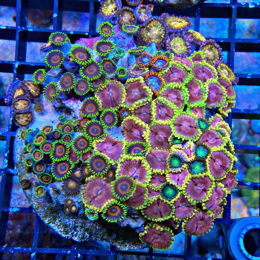 Zoanthus - Signature Zoa Garden4 - Multi Color - WYSIWYG 
