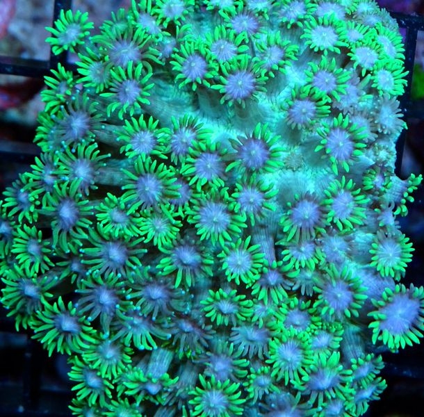 Goniopora lobata Margerittenkoralle Green Ultra Color