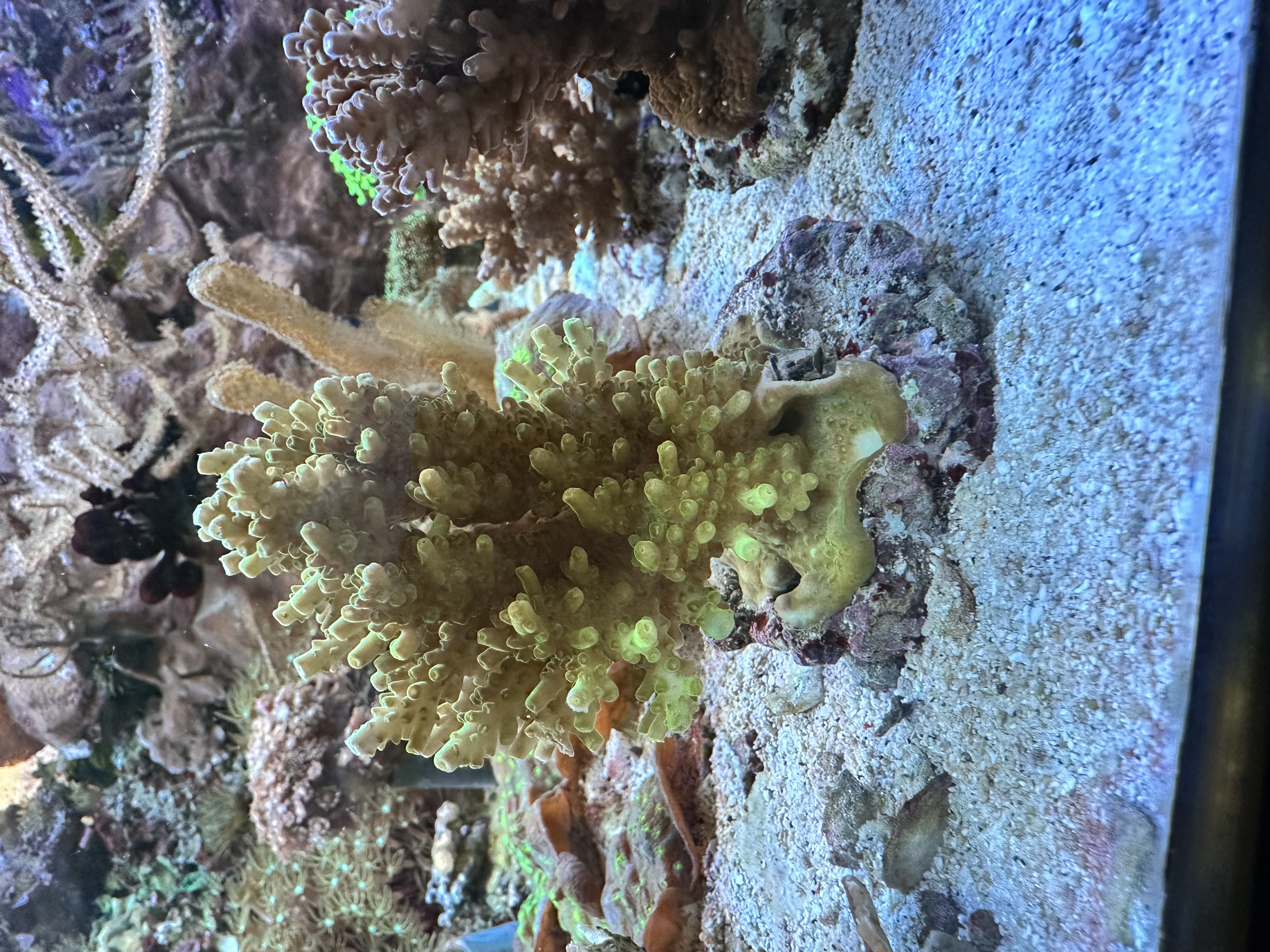 Acropora samoensis - Kleinpolypige Steinkoralle 