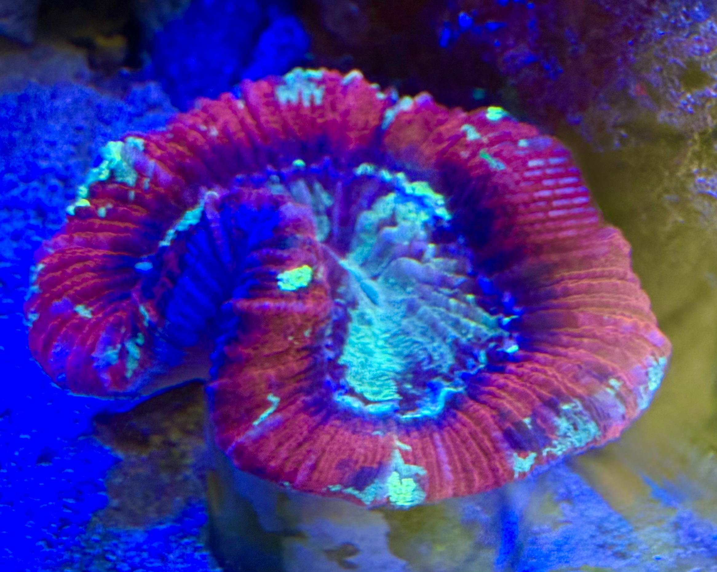 Trachyphyllia geoffroyi Wulstkoralle -Multi Color Special - WYSIWYG 162