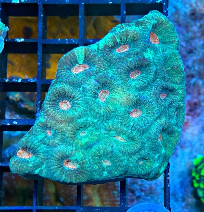 Montastrea sp. Hirnkoralle - Premium Color- WYSIWYG107