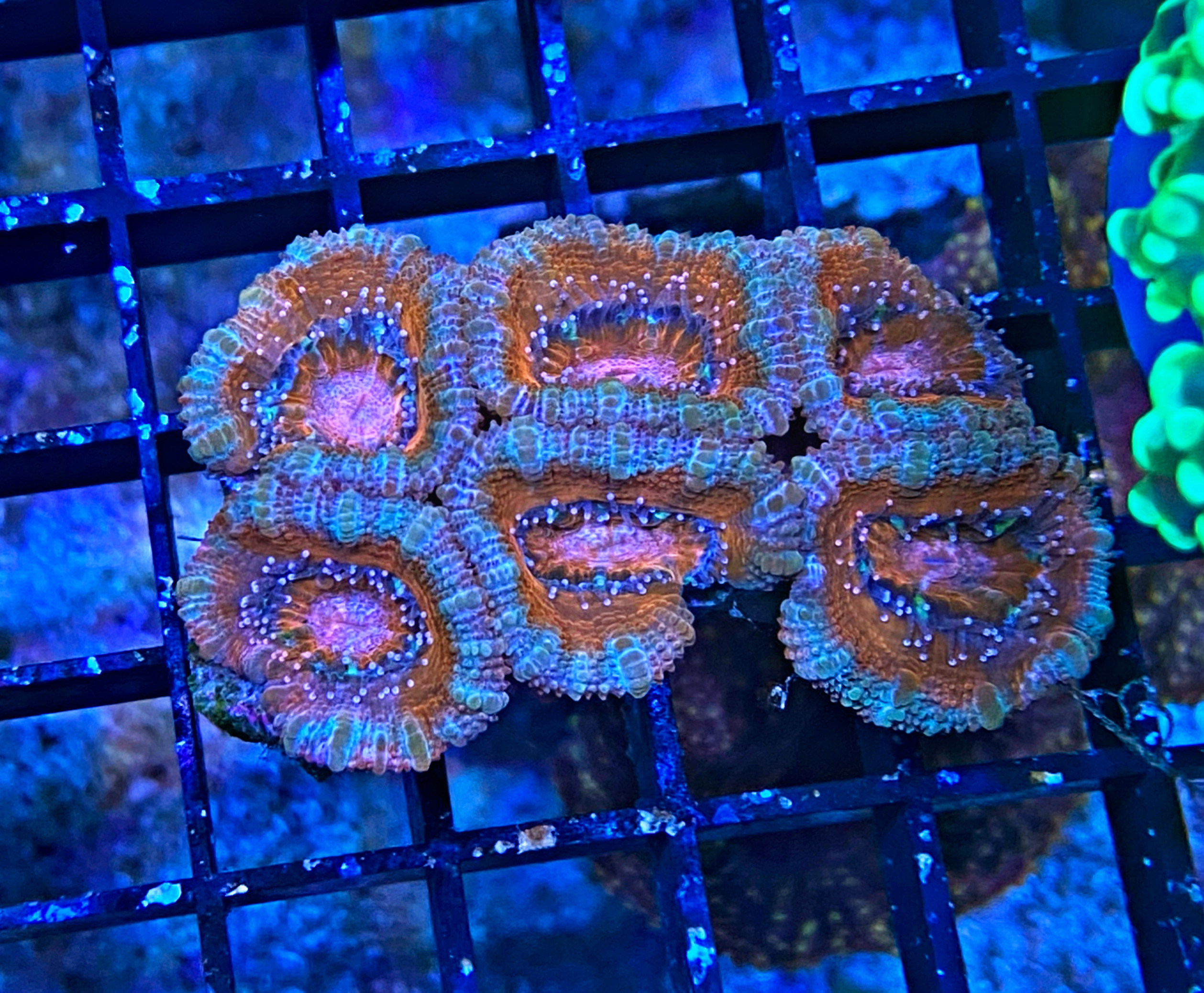 Acanthastrea lordhowensis - Großpolypige Steinkoralle - WYSIWYG 109