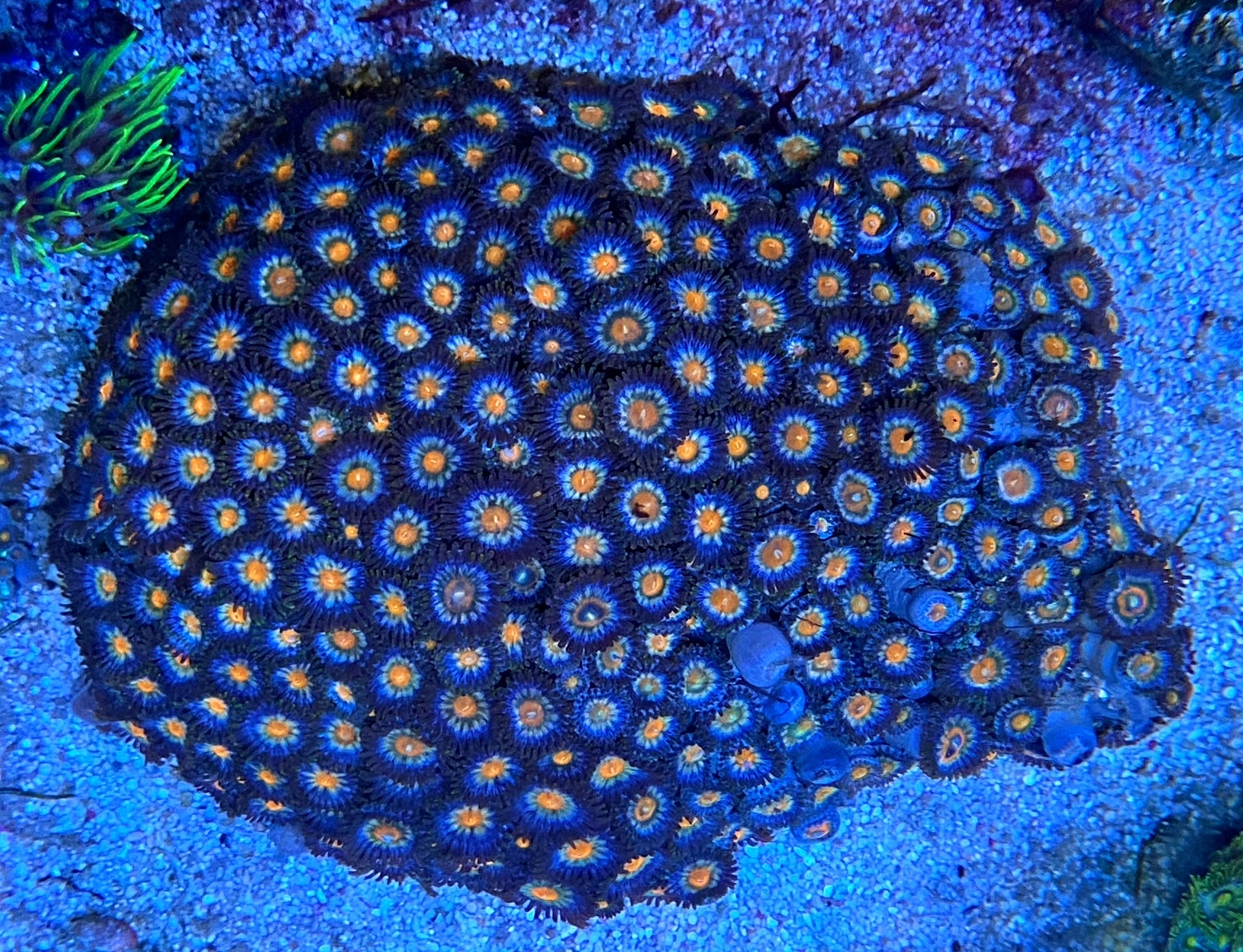 Zoanthus - Sunny Sunshine - Krustenanemone