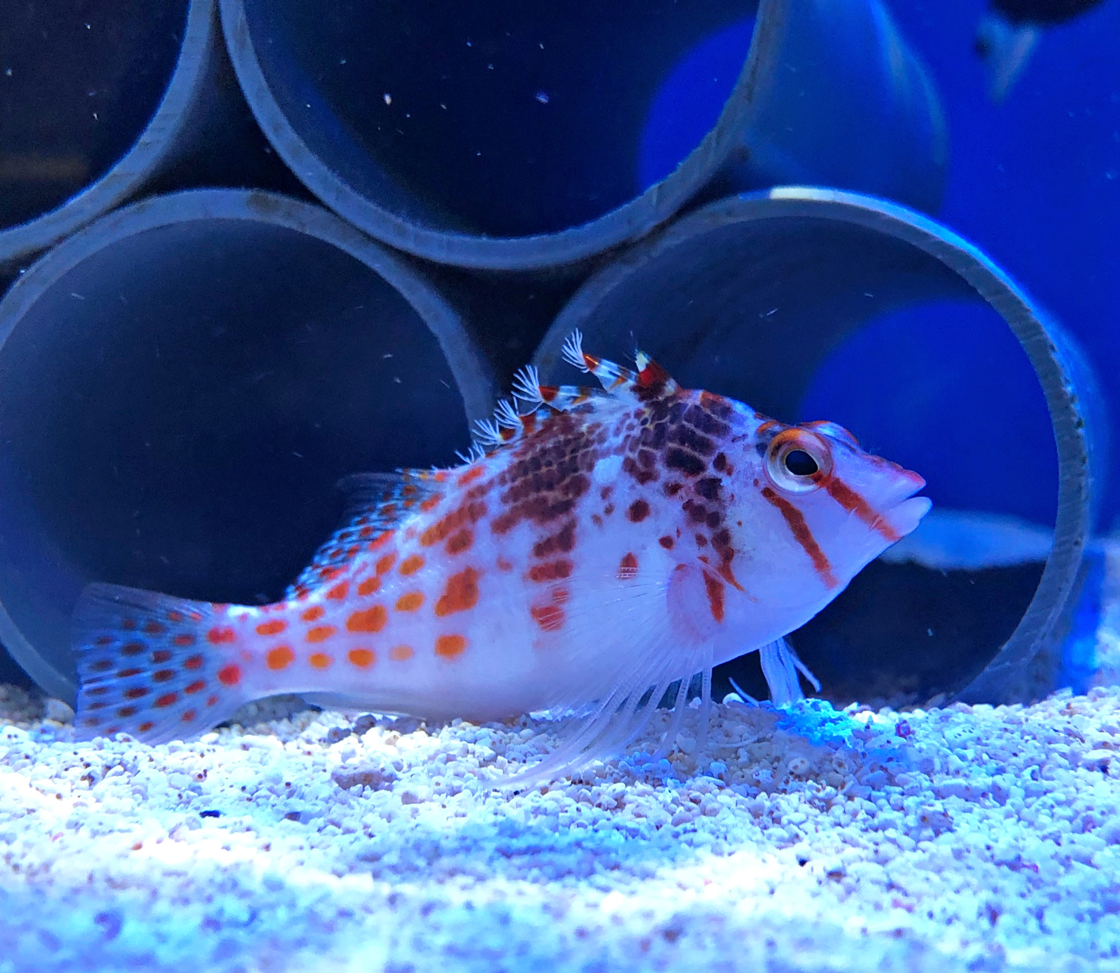 Cirrhitichthys falco Falks Korallenwächter