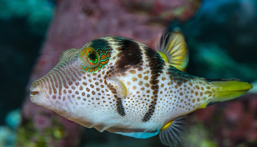 Canthigaster valentini Sattel-Spitzkopfkugelfisch