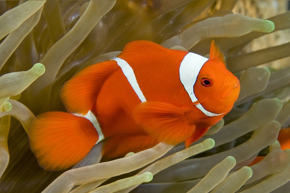 Amphiprion biaculeatus