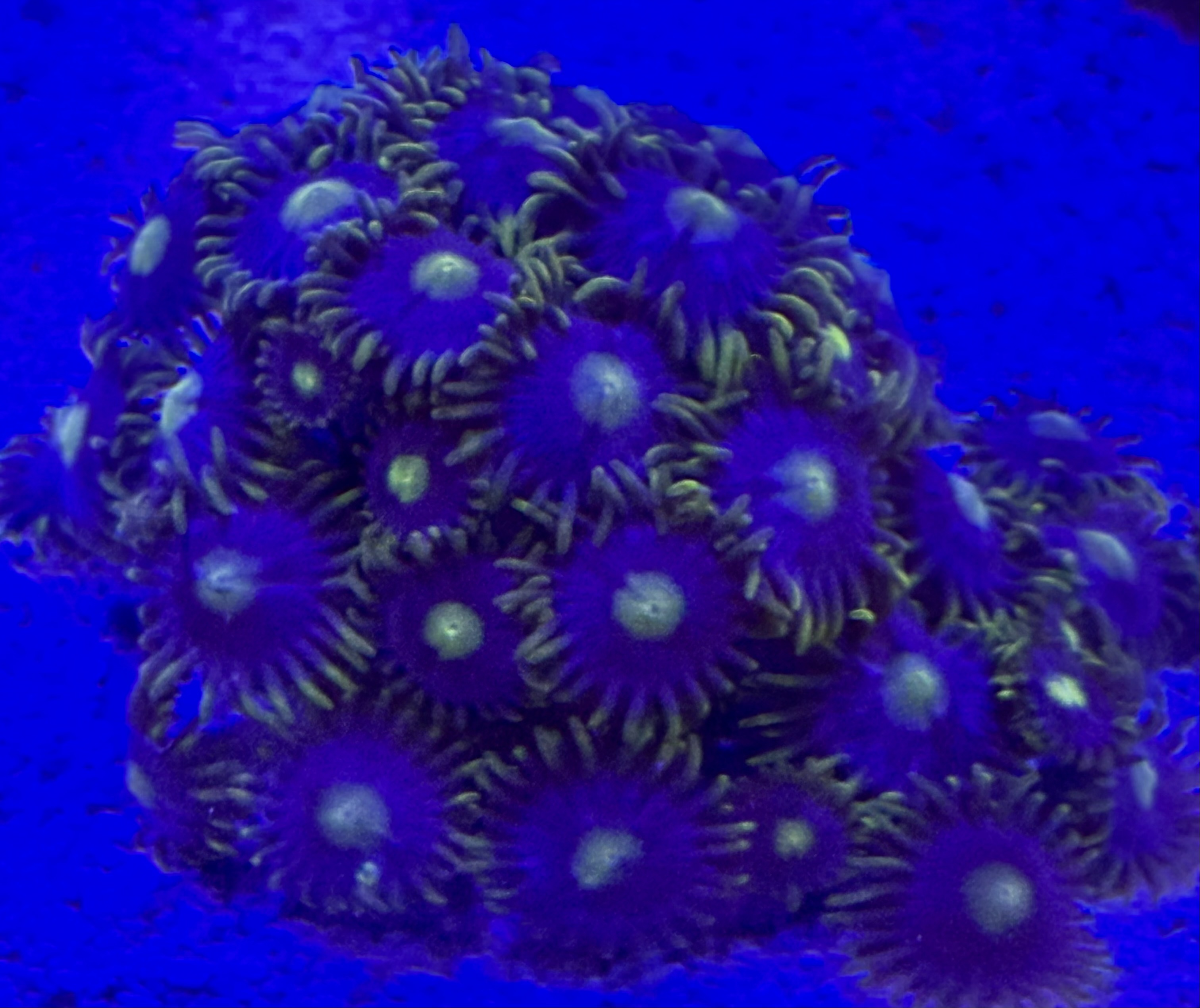 Zoanthus spec. - Krustenanemonen Mandarin 