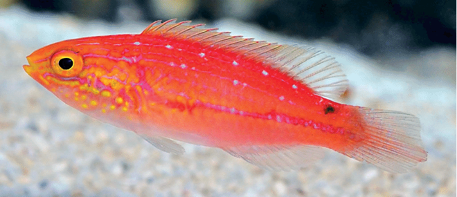 Cirrhilabrus isosceles Zwerglippfisch Weibchen