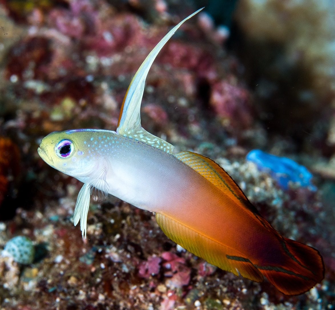 Nemateleotris magnifica Feuer-Schwertgrundel