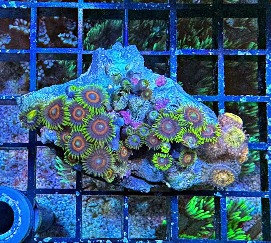 Zoanthus - MultiColor - Krustenanemone - WYSIWYG