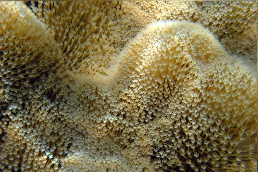 Sarcophyton trocheliophorum - Troglederkoralle 