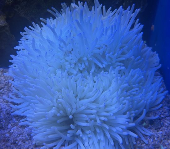 Heteractis crispa - yellow/red bottom - Lederanemone 