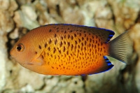 Centropyge ferrugata Rotbrauner Zwergkaiserfisch-S