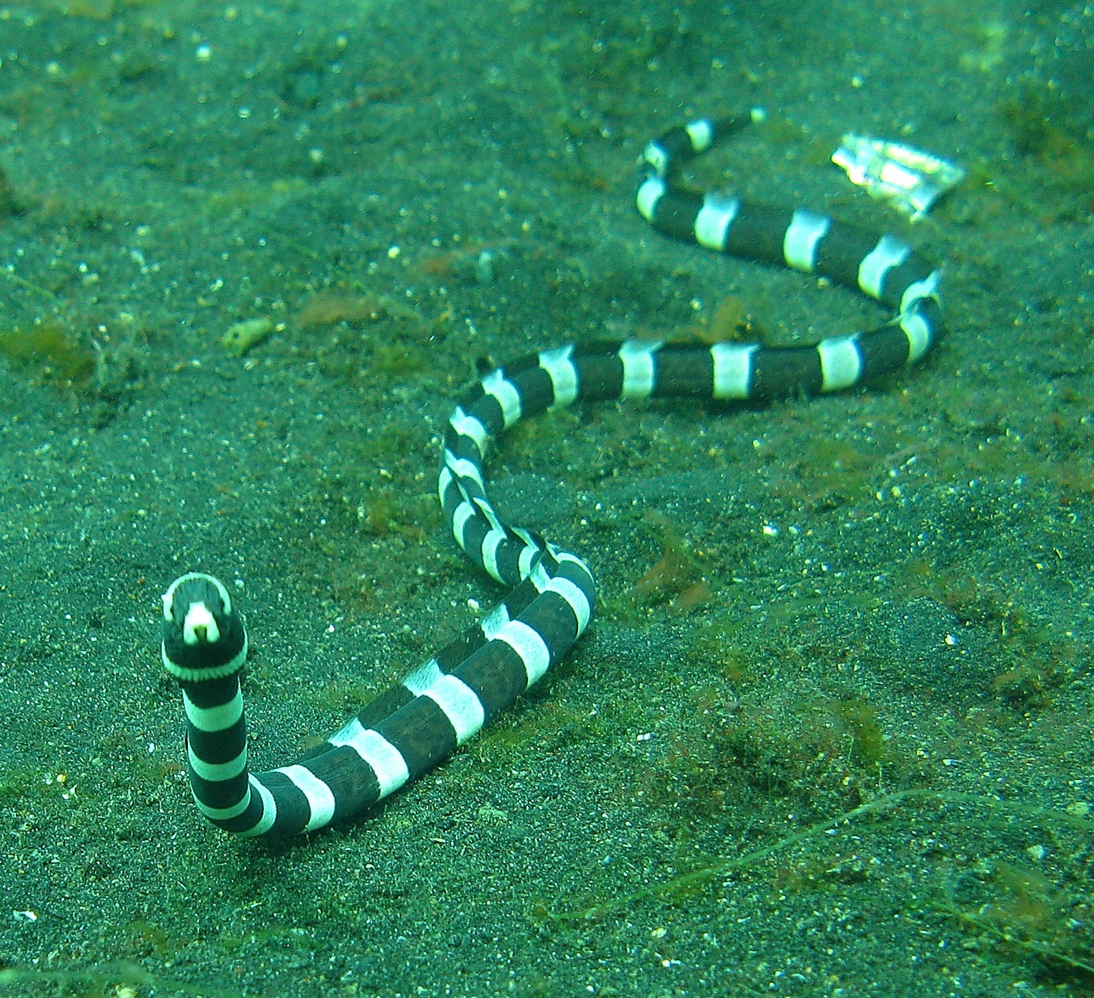 Geringelter Schlangenaal - Myrichthys colubrinus