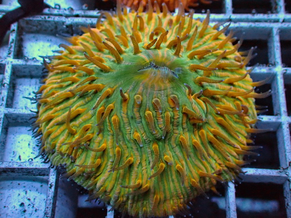 Fungia repanda - Plattenkoralle - green +orange - WYSIWYG 38