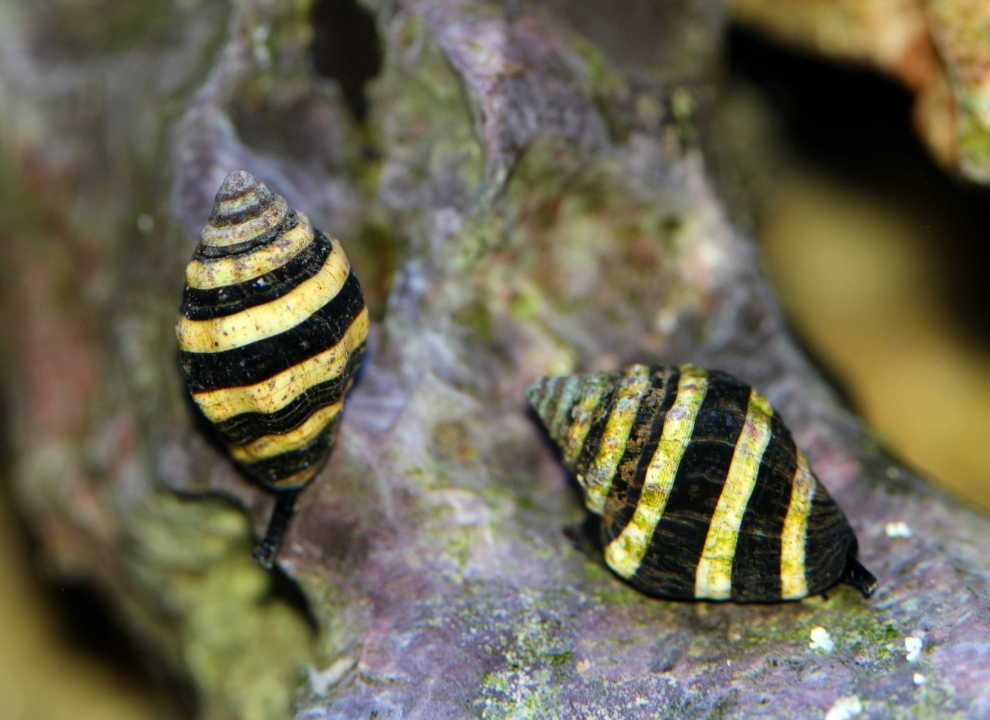 Engina mendicaria - Hummelschnecke