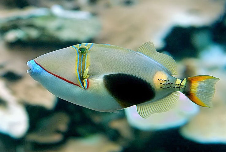 Rhinecanthus verrucosus Bauchfleck-Drückerfisch