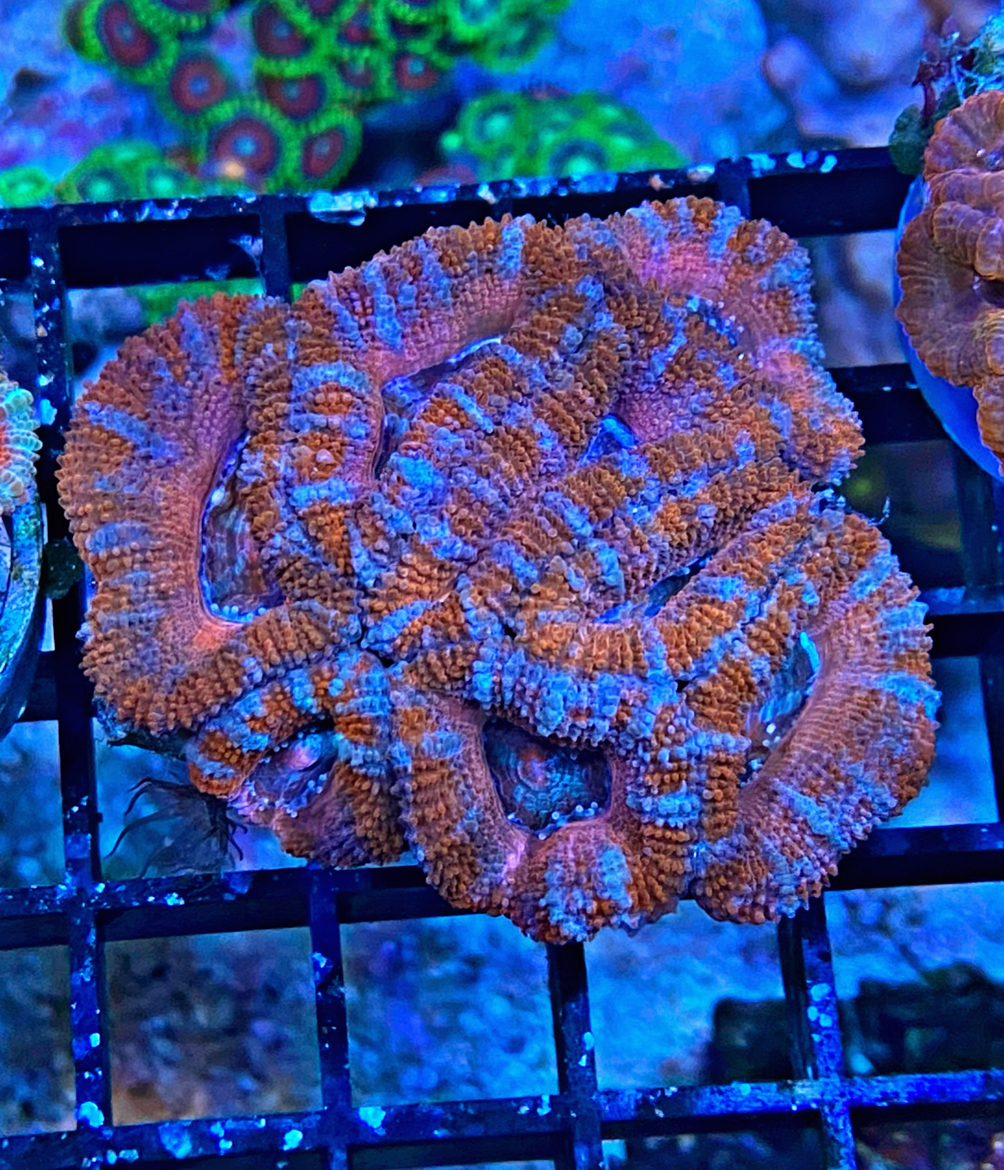 Acanthastrea lordhowensis - Großpolypige Steinkoralle - flower power - WYSIWYG101a