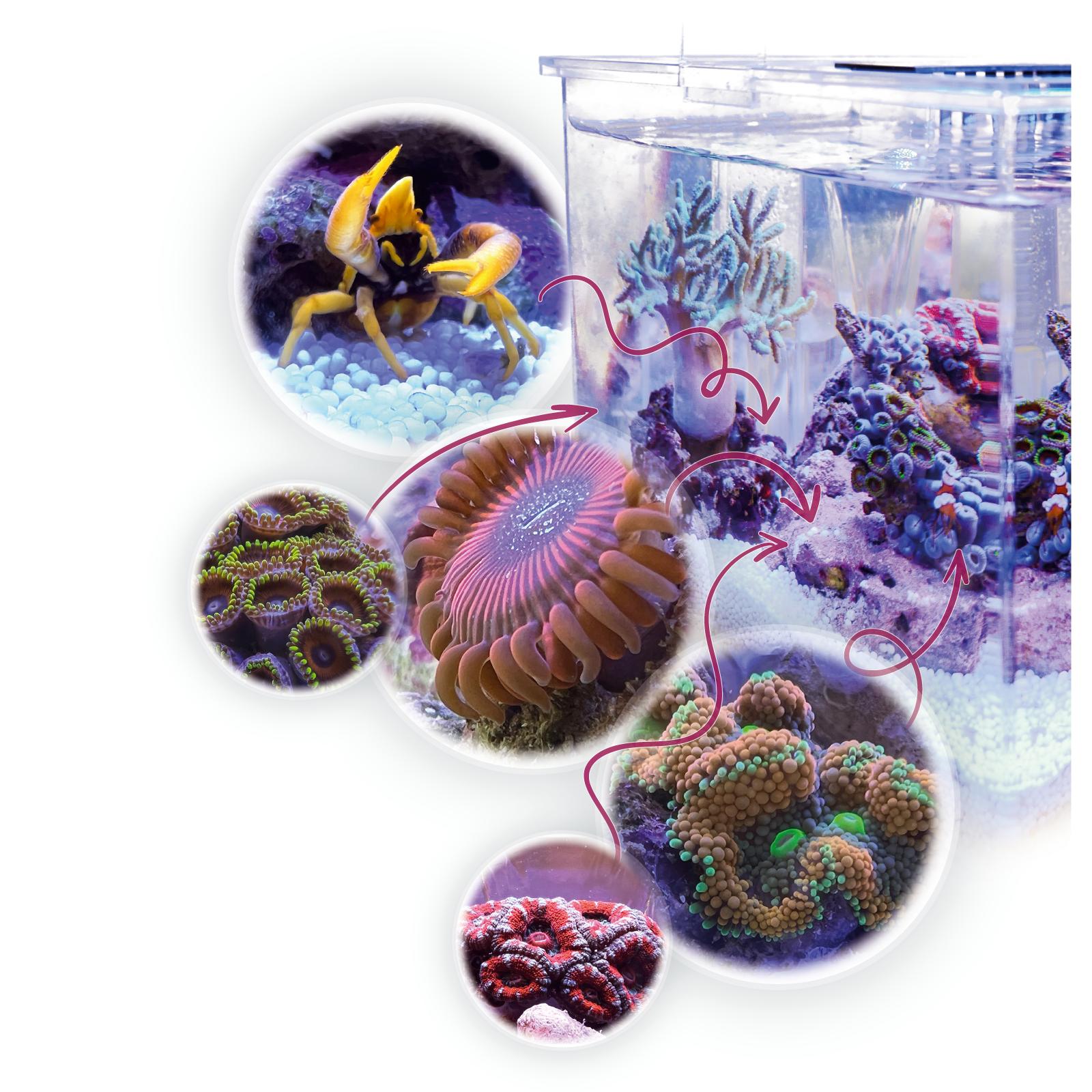 Armatus XS Micro Aquarium 