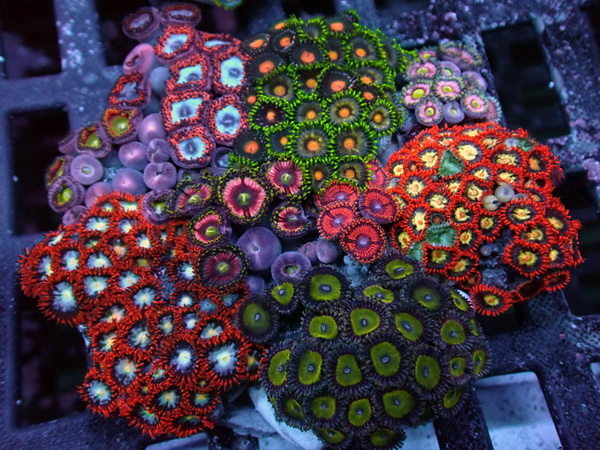 Zoanthus - Signature Zoa Garden - Multi Color - WYSIWYG