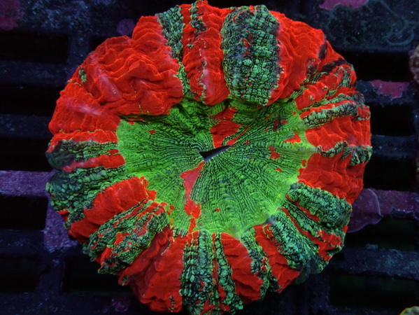 Acanthophyllia deshayesiana -Tränenkoralle - WYSIWYG 136 - red mirrow