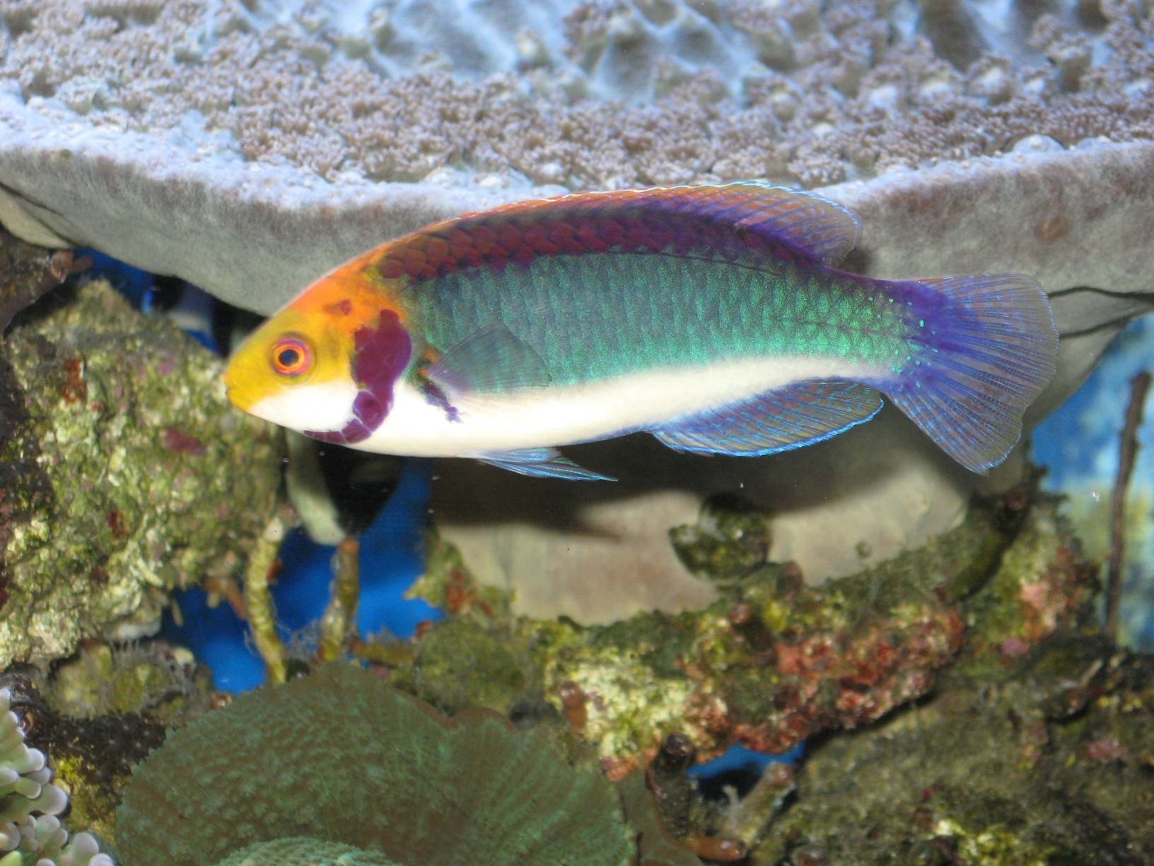 Cirrhilabrus solorensis Rotaugen-Zwerglippfisch