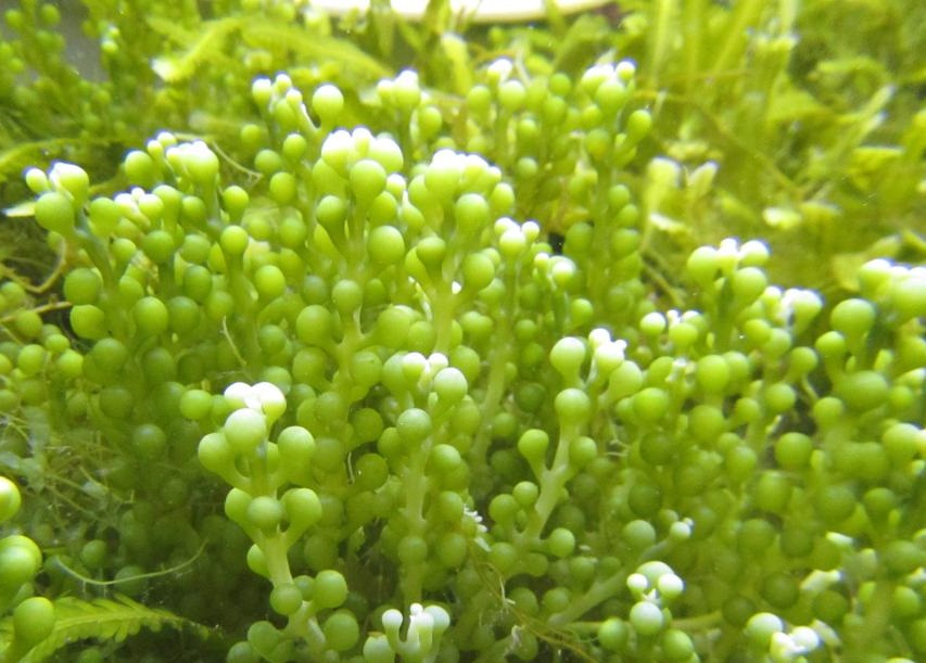 Caulerpa racemosa Kriechsprossalge