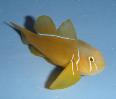 Gobiodon okinawae Gelbe Korallengrundel
