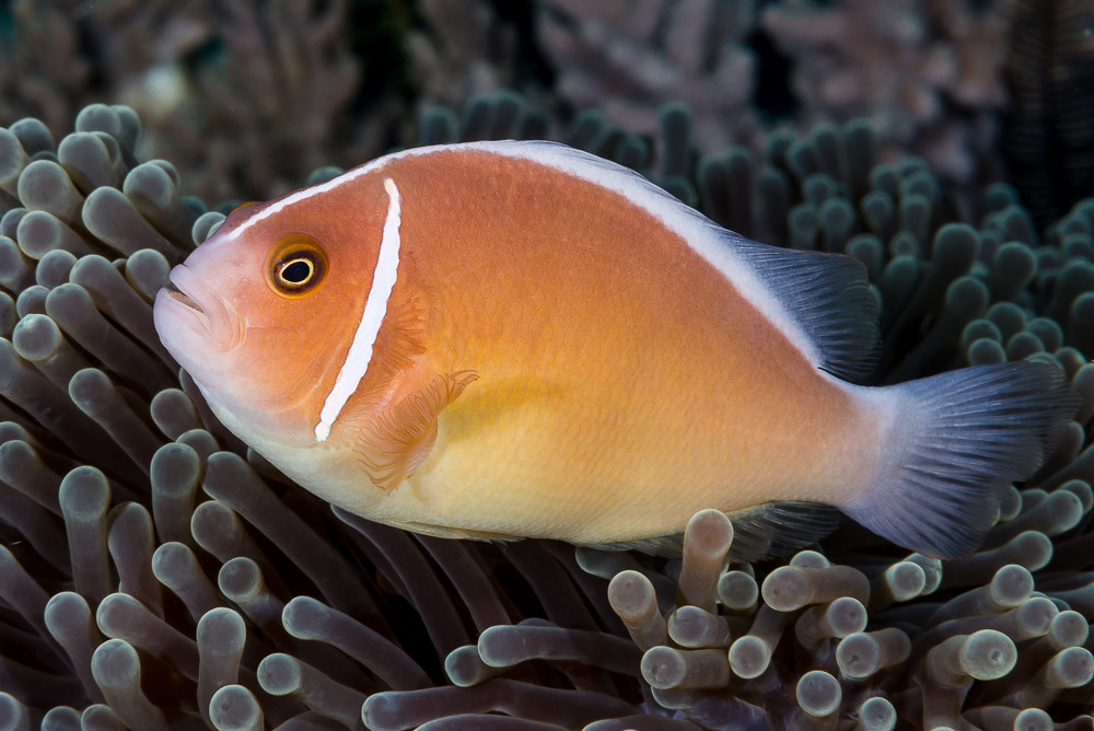 Anemonenfisch Amphiprion perideraion