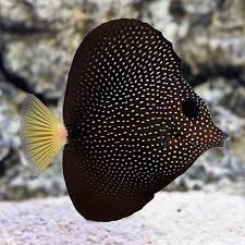 Zebrasoma gemmatum - Mauritius Segelflossen Doktor