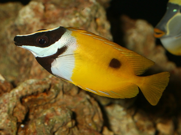 Siganus unimaculatus Einfleck-Fuchsgesicht