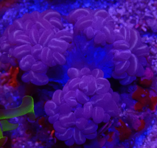 Plerogyra sinuosa Blasenkoralle - Cat Eyes Blue&Striped - WYSIWYG 155