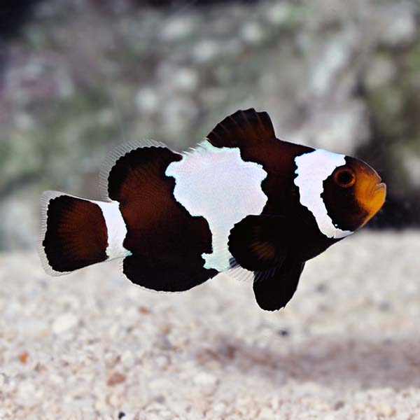 Amphiprion ocellaris  Schwarz -  Black Snowflake - NZ