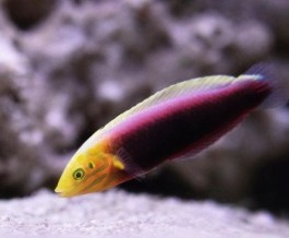 Halichoeres iridis Gelbkopf-Junker-M