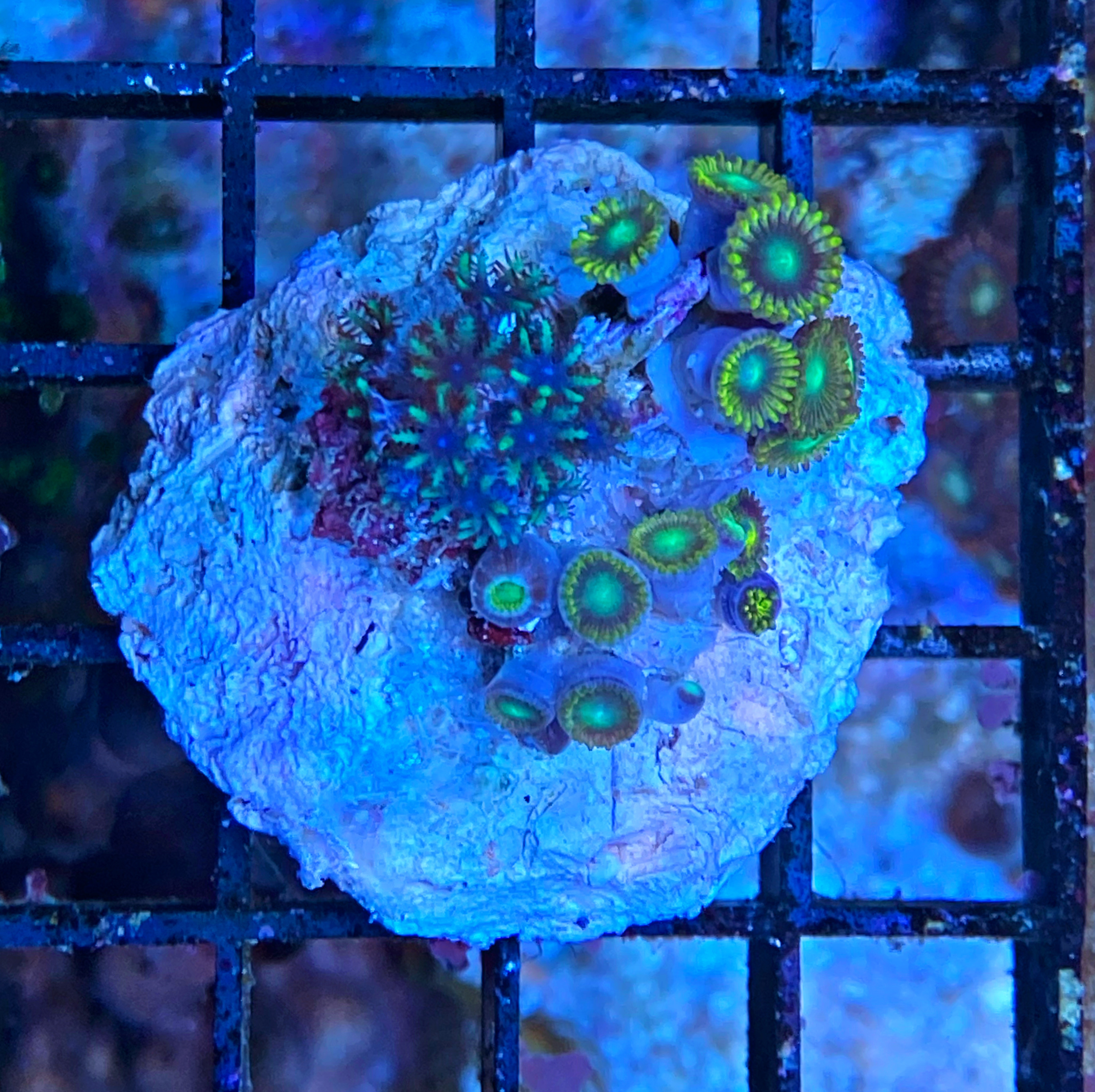 Zoanthus - Krustenanemone - mit Alcyonium verseveldti - Blaue Weichkoralle - WYSIWYGzoa4