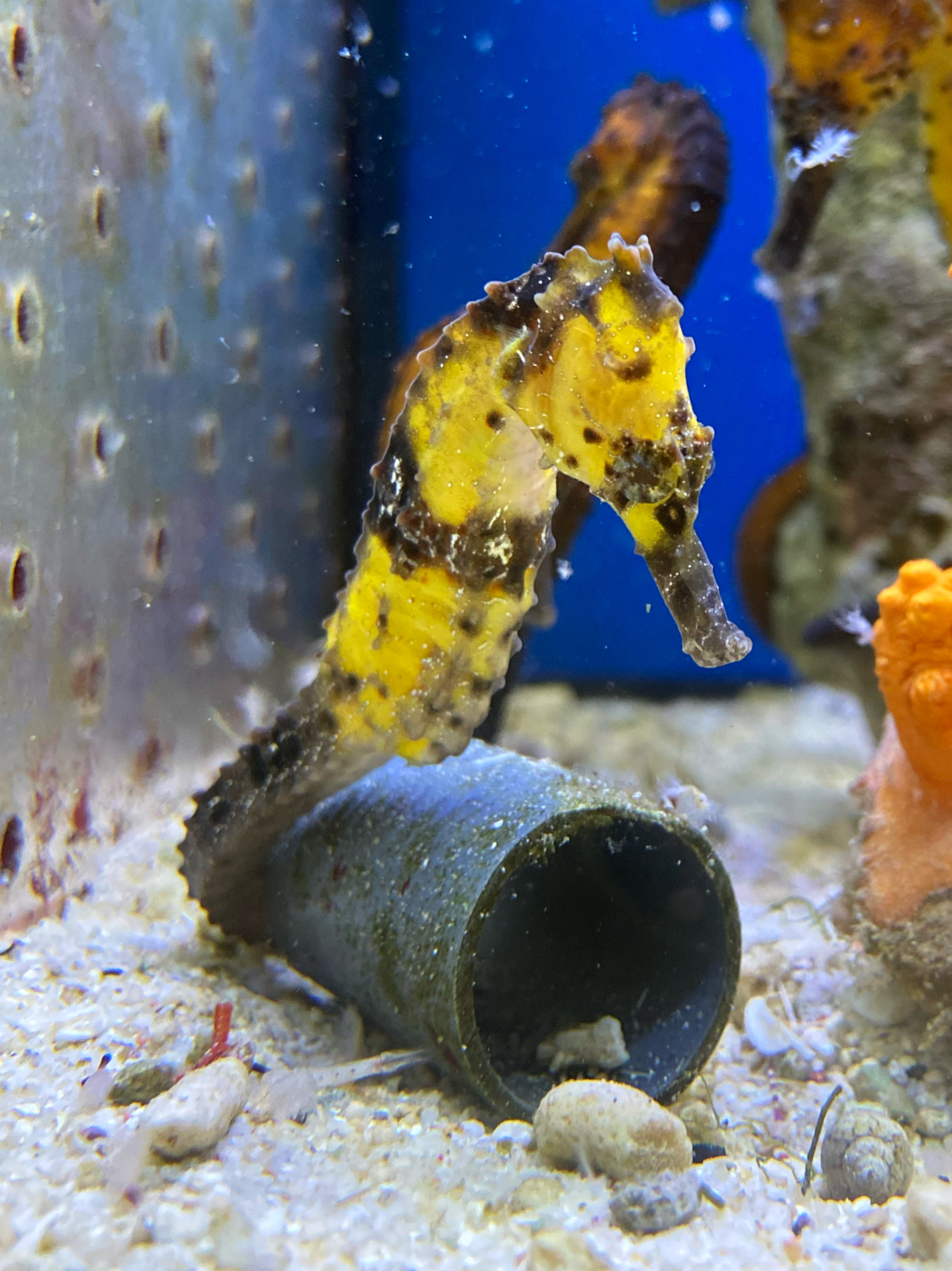 Hippocampus kuda: Langschnäuziges Seepferdchen Farbe gelblich - Paar