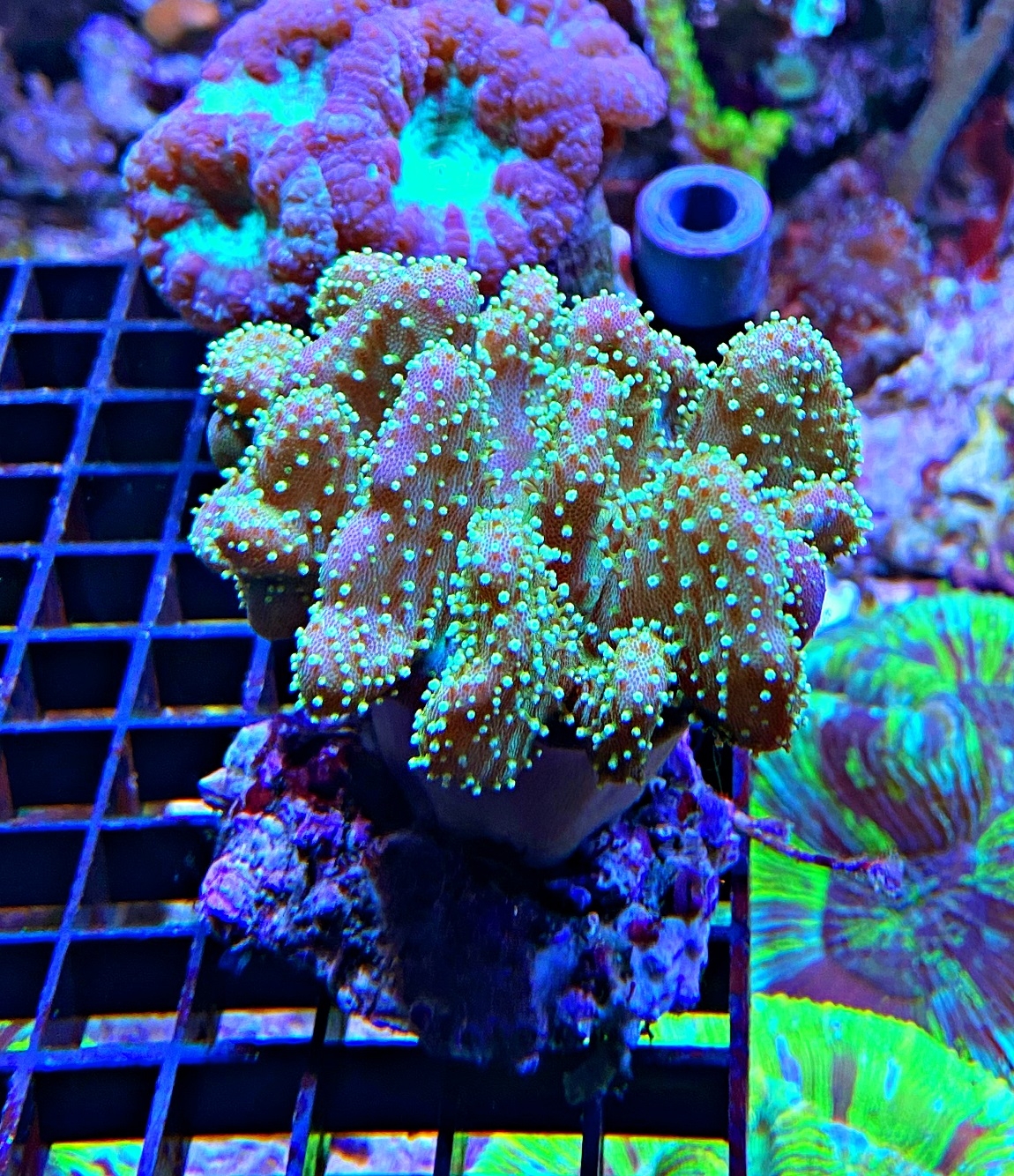 Weichkoralle Lobophytum - Green Polyps - Größe M