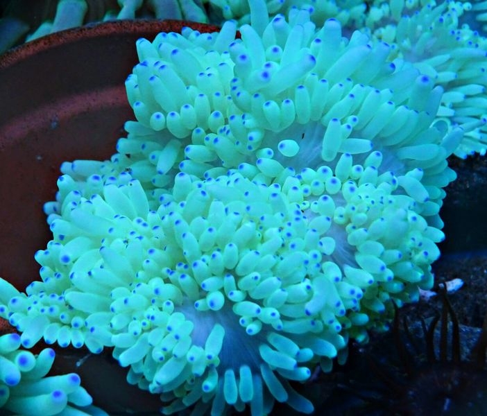 Heteractis malu Hawaii-Anemone Ultra Color Gelb S