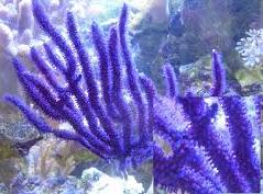Menella sp. Lila lela star