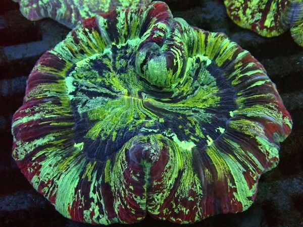Trachyphyllia geoffroyi Wulstkoralle -Multi Color Special - WYSIWYG 162