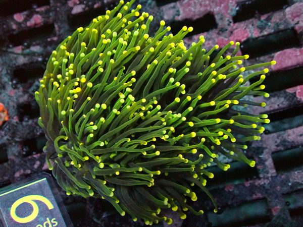 Euphyllia glabrescens - Green Masterpiece X gold Tips WYSIWYG 26d