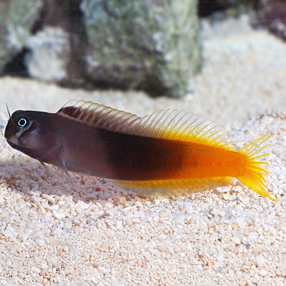 Ecsenius bicolor - Zweifarbiger Schleimfisch
