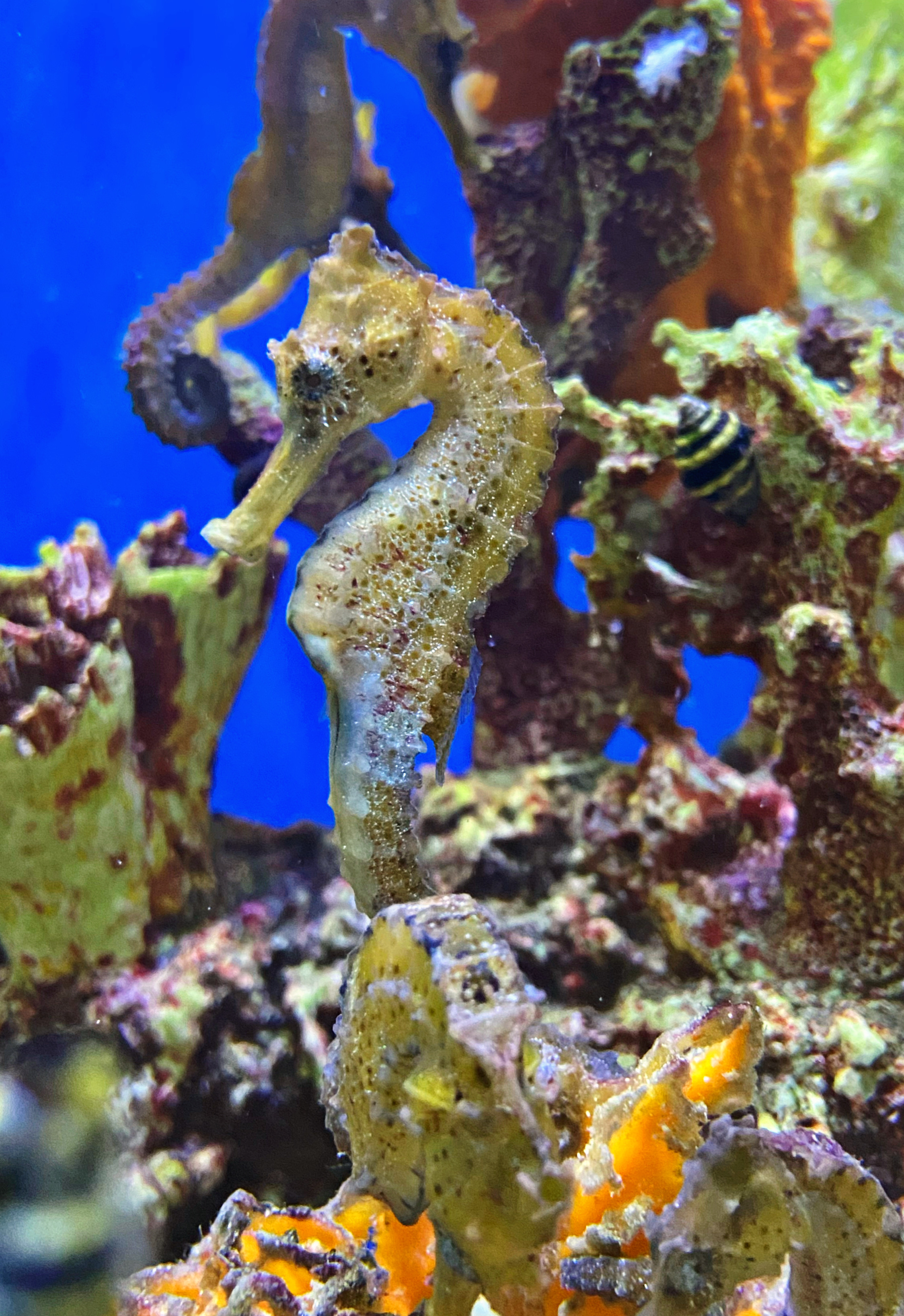  Hippocampus reidi Langschnäuziges Seepferdchen gelblich  -NZ - PAAR 