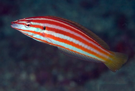 Hologymnosus rhodonotus - Roter Hechtlippfisch