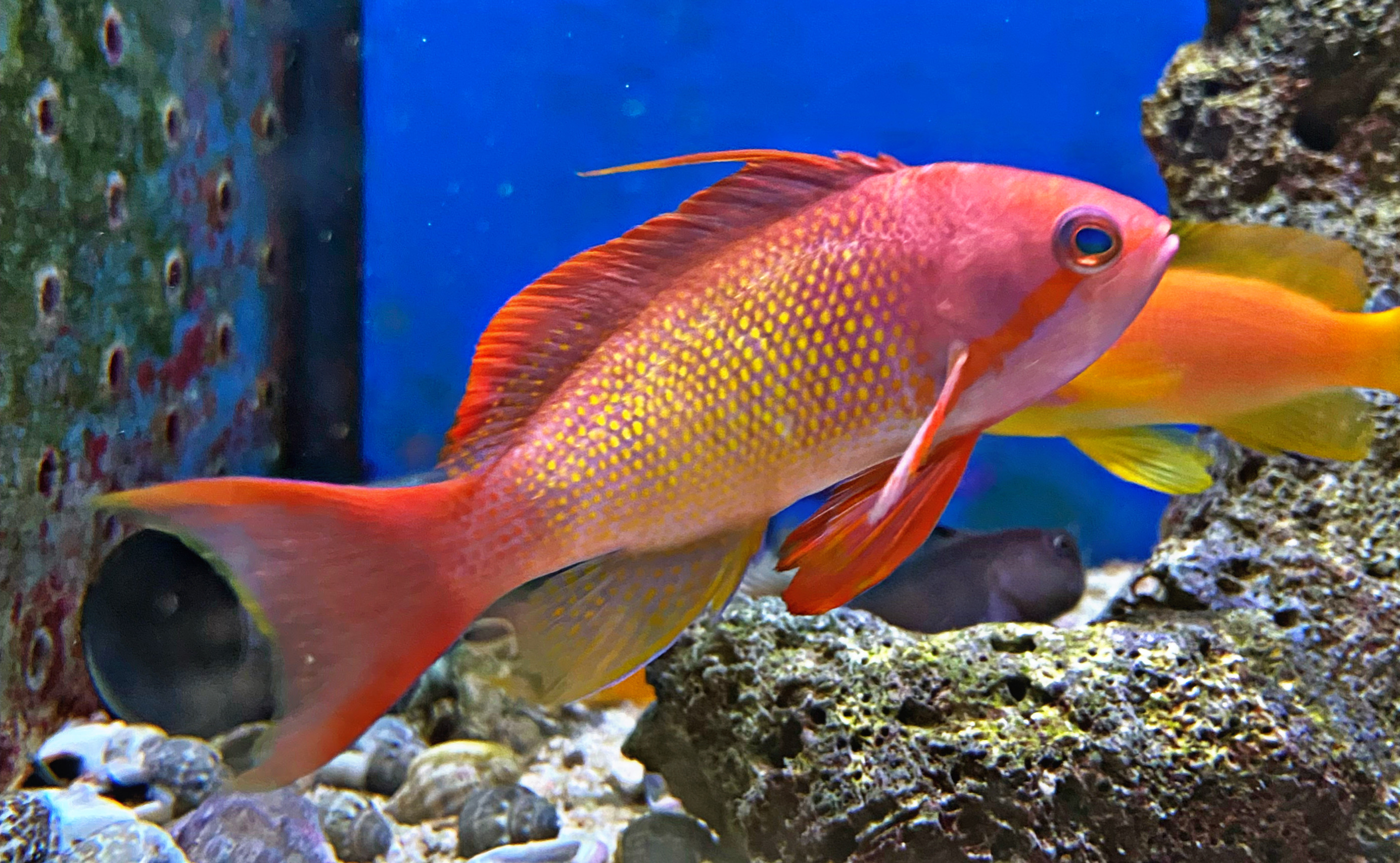 Pseudanthias squamipinnis  Mann